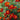 Marigold Seeds – Pygmy Red