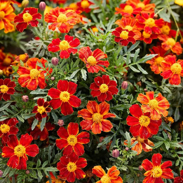 Marigold Seeds – Pygmy Red
