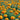 Marigold Seeds – Queen Sophia