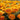 Marigold Seeds – Queen Sophia