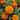 Marigold Seeds – Queen Sophia
