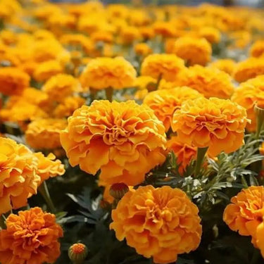 Marigold Seeds – Queen Sophia