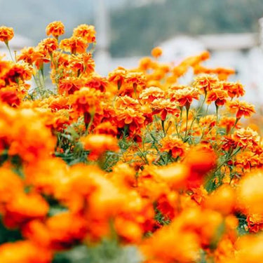 Marigold Seeds – Red Cherry