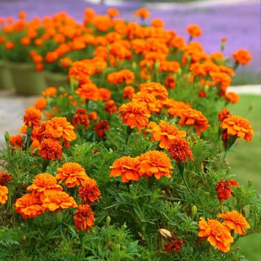 Marigold Seeds – Red Cherry