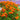 Marigold Seeds – Red Cherry