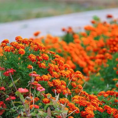 Marigold Seeds – Red Cherry