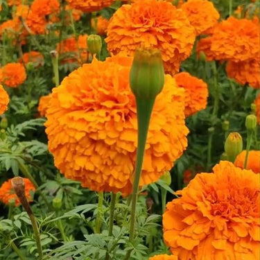 Marigold Seeds – Strawberry Blonde
