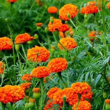 Marigold Seeds – Strawberry Blonde