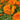 Marigold Seeds – Strawberry Blonde