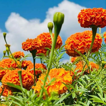 Marigold Seeds – Strawberry Blonde