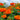 Marigold Seeds – Strawberry Blonde