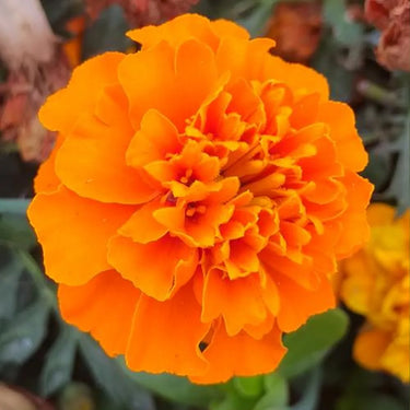 Marigold Seeds – Taishan Orange