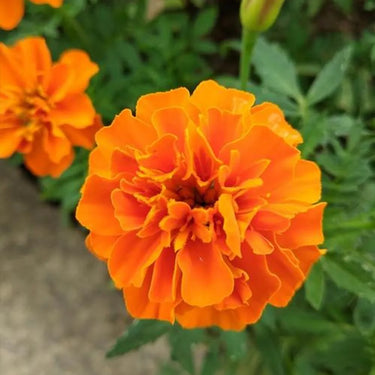 Marigold Seeds – Taishan Orange