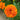 Marigold Seeds – Taishan Orange
