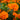 Ringelblumensamen