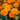 Ringelblumensamen