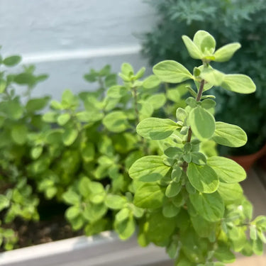 Marjoram, Sweet