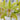 Cymbidium Orchid Seeds-Light Green