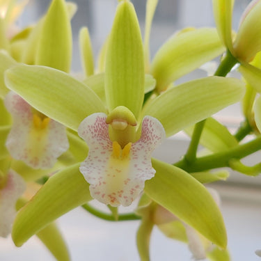 Cymbidium Orchid Seeds-Light Green
