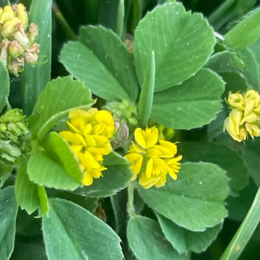 Medick Seeds - Medicago yellow flowers and trifoliate foliage