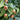 Brown medlar fruits growing among green leaves