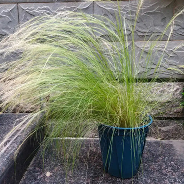 Mexican Feather Grass Seeds - container-grown clump