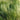 Mexican Feather Grass Seeds - fine leaf and seed-head detail