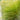 Mexican Feather Grass Seeds - arching foliage