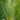 Mexican Feather Grass Seeds - upright green foliage detail