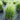 Mexican Feather Grass Seeds - nursery container plants