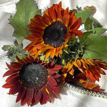 Midnight Rouge Sunflower Seeds