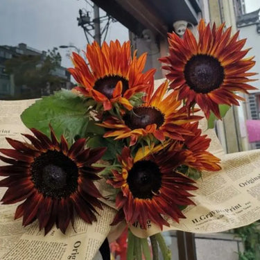 Midnight Rouge Sunflower Seeds