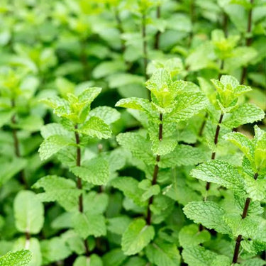 Mint Seeds