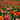 Mixed Perennial Flowers Seeds