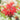 Indianernessel – Jacob Cline