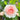 Monique-Darve-Rose