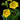Morning Glory-Yellow