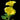 Morning Glory-Yellow