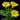 Morning Glory-Yellow