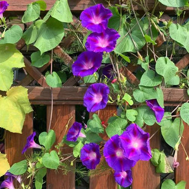 Morning Glory-Amethyst Lace