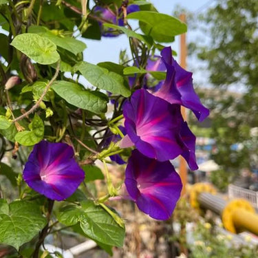 Morning Glory-Amethyst Lace