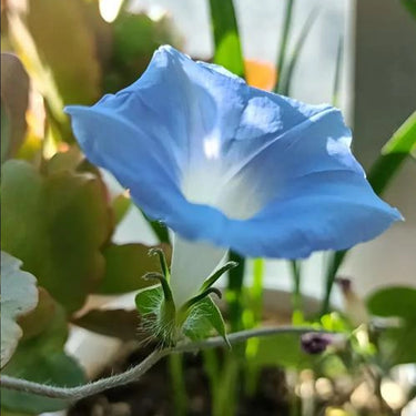 Morning Glory-Blue