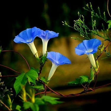Morning Glory-Blue