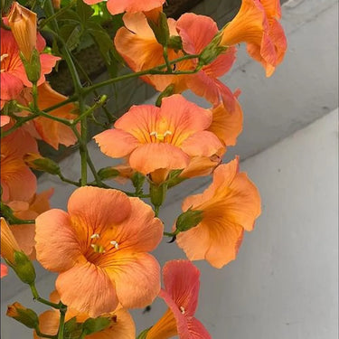 Morning Glory-Orange