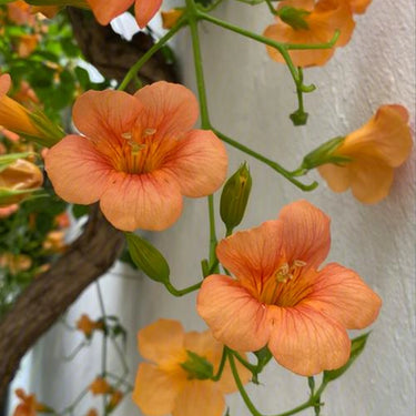 Morning Glory-Orange