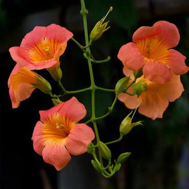 Morning Glory-Orange
