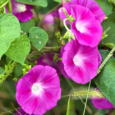 Morning Glory-Pink