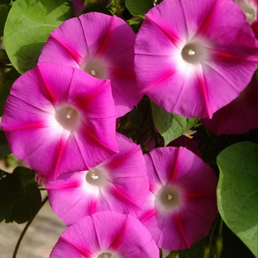 Morning Glory-Pink