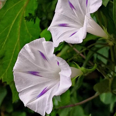 Morning Glory-Purple Starlight