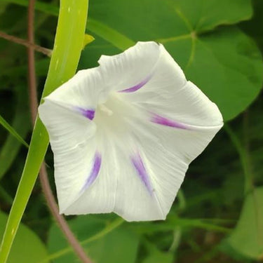 Morning Glory-Purple Starlight